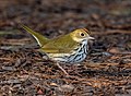 Image 55Ovenbird in Prospect Park