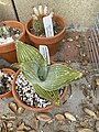 Aloe karasbergensis