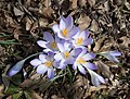 Image 32Crocuses in early spring.