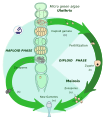 La sicle aplontica (zigotica} de un alge verde