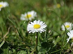 Gänseblümchen