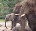 Image 12 Credit: Michael Haslam Howletts Wild Animal Park was set up as a private zoo in 1958 by John Aspinall in Canterbury, Kent. More about Howletts Wild Animal Park... (from Portal:Kent/Selected pictures)