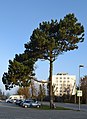 Cultivated Pinus nigra in Keila