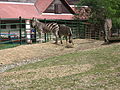 Zebras at the Košice zoo in Kavečany