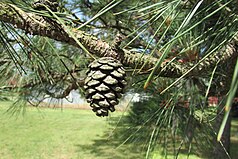 foliage and cone