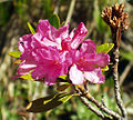 Rustblada Alperose (Rhododendron ferrugineum)