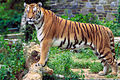 Panthera tigris tigris