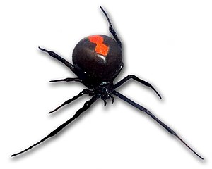 Red-back spider