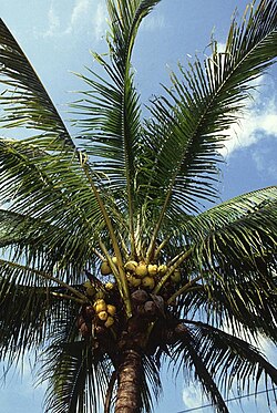 Cocos nucifera (coqueiro-anão).