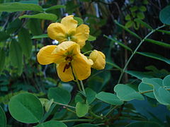 Senna occidentalis