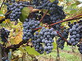 Vitis vinifera L.