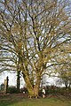 Tree in winter