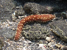 Holothuria hilla