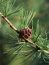 cone and foliage