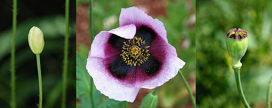 Opium poppy