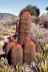 Shorter clustered columnar habit (Ferocactus pilosus)