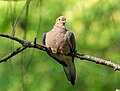 Image 80Mourning dove perched in Prospect Park, Brooklyn