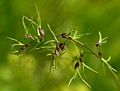 Gumbuotoji miglė (Poa bulbosa)