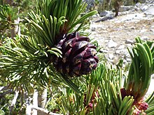 cone and foliage