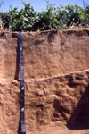 San Joaquin Soil