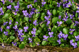 Planche de Violettes naturellement essaimées.