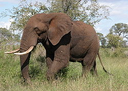 Āfrikas savannas zilonis (Loxodonta africana)