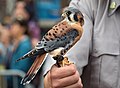 Image 6A rescued American kestrel that couldn't be released so is now serving as an "ambassador" bird