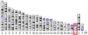 Chromosome 22 (human)