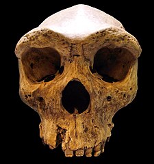 Homo rhodesiensis Homme de Kabwe