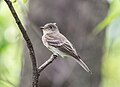 Image 75Eastern wood pewee in Central Park