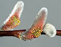 Image 63Salix catkins