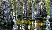 Thumbnail for Big Cypress National Preserve