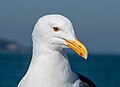 Image 21Western gull sitting on a boat in San Francisco Bay