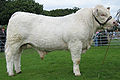 Stut av rasen charolais