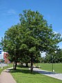 Frassino maggiore (Fraxinus excelsior)