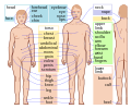 Homa anatomio