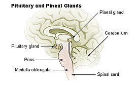 pijnappelklier (aangegeven als pineal gland) in de hersenen