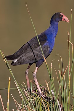 Pūkeko