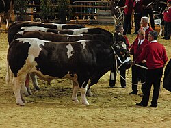 Concours de taureaux