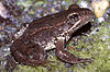 Rana draytonii