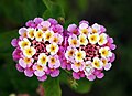 Twin lantana