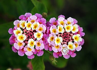 Lantana camara