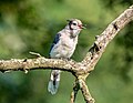 Image 39Blue jay fledgling calling for its parent in Green-Wood Cemetery