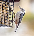 Image 4White-breasted nuthatch on a suet feeder in Green-Wood Cemetery