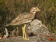 Vue de profil d'un oiseau aux longues pattes et aux grands yeux jaunes.