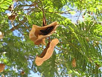 A jacaranda seed pod