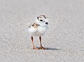 Image 30Piping plover chick in Queens, New York