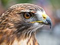 Image 95Red-tailed hawk rescue