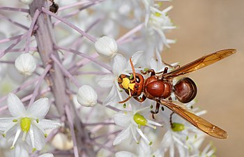 Oriental hornet