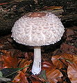 Chlorophyllum rhacodes